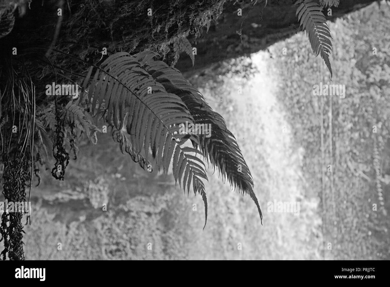 Les fougères poussent sous les CHAMPEE s itué sur la cascade PLATEAU DES BOLAVENS près de Pakse, LAOS DU SUD - Banque D'Images