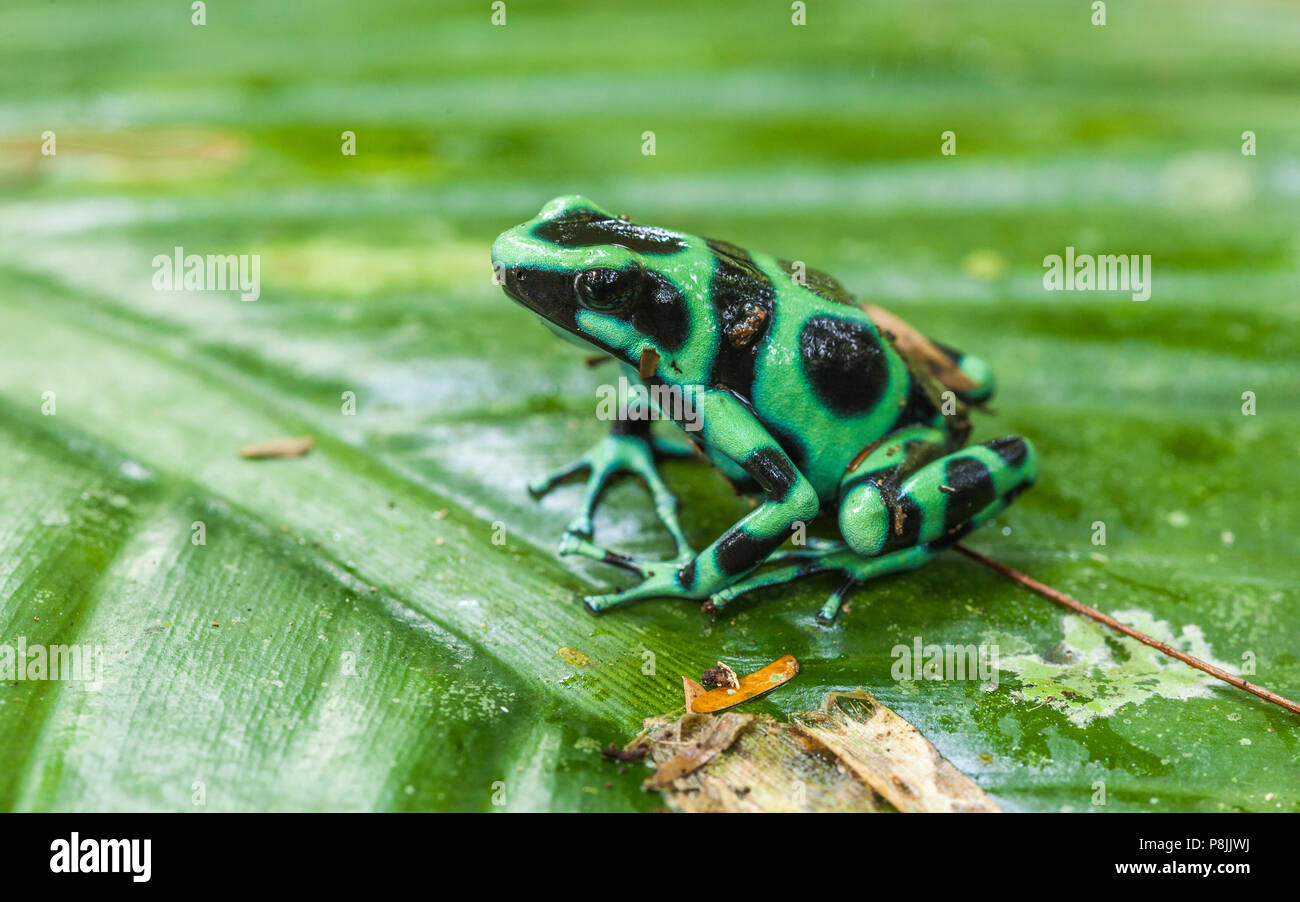 Green and Black Poison dart Frog-(Dendrobates auratus) sitting on leaf Banque D'Images