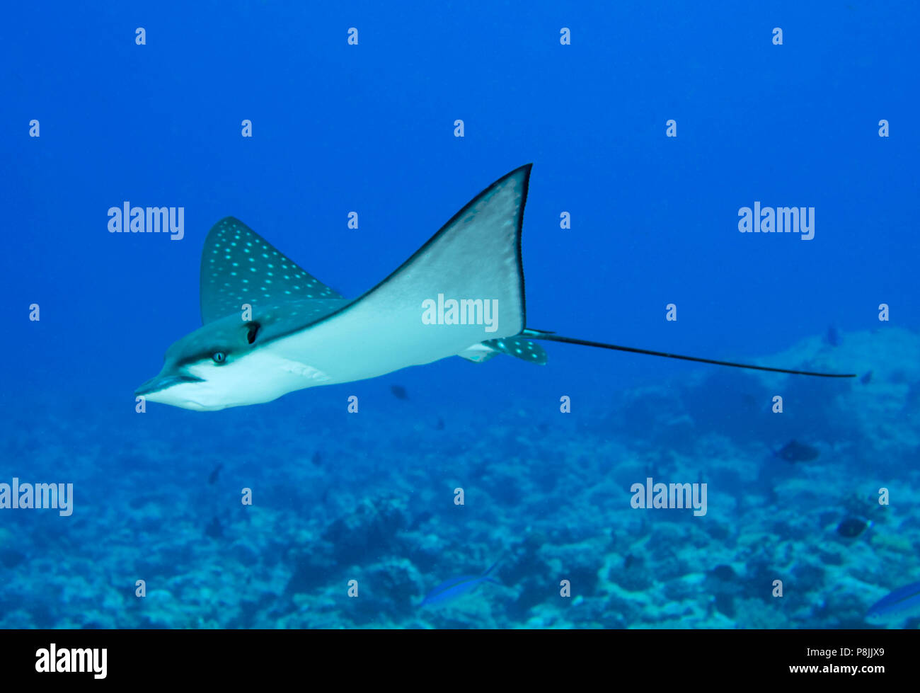 Spotted Eagle Ray au-dessus de corail Banque D'Images