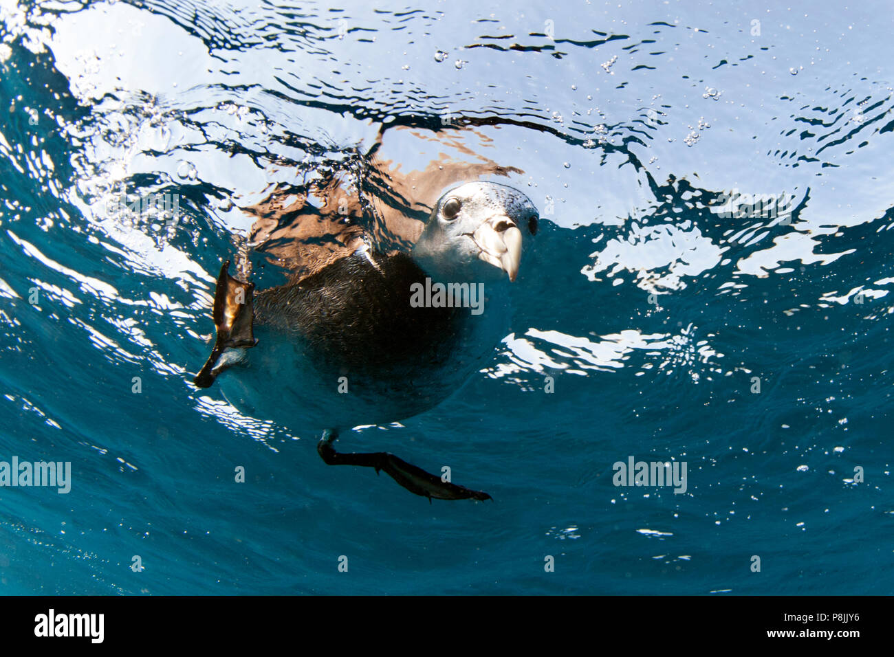 Un curieux puffin à menton blanc a un oeil sous la surface de la mer Banque D'Images