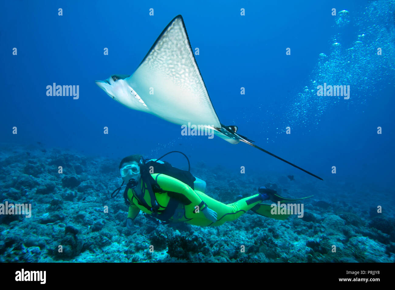 Eagle Ray au-dessus de récifs et diver Banque D'Images