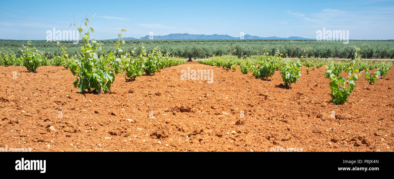 Plantation de vignes champs au printemps sur Tierra de Barros. Célèbre région vinicole avec son sol rouge, Estrémadure, Espagne Banque D'Images