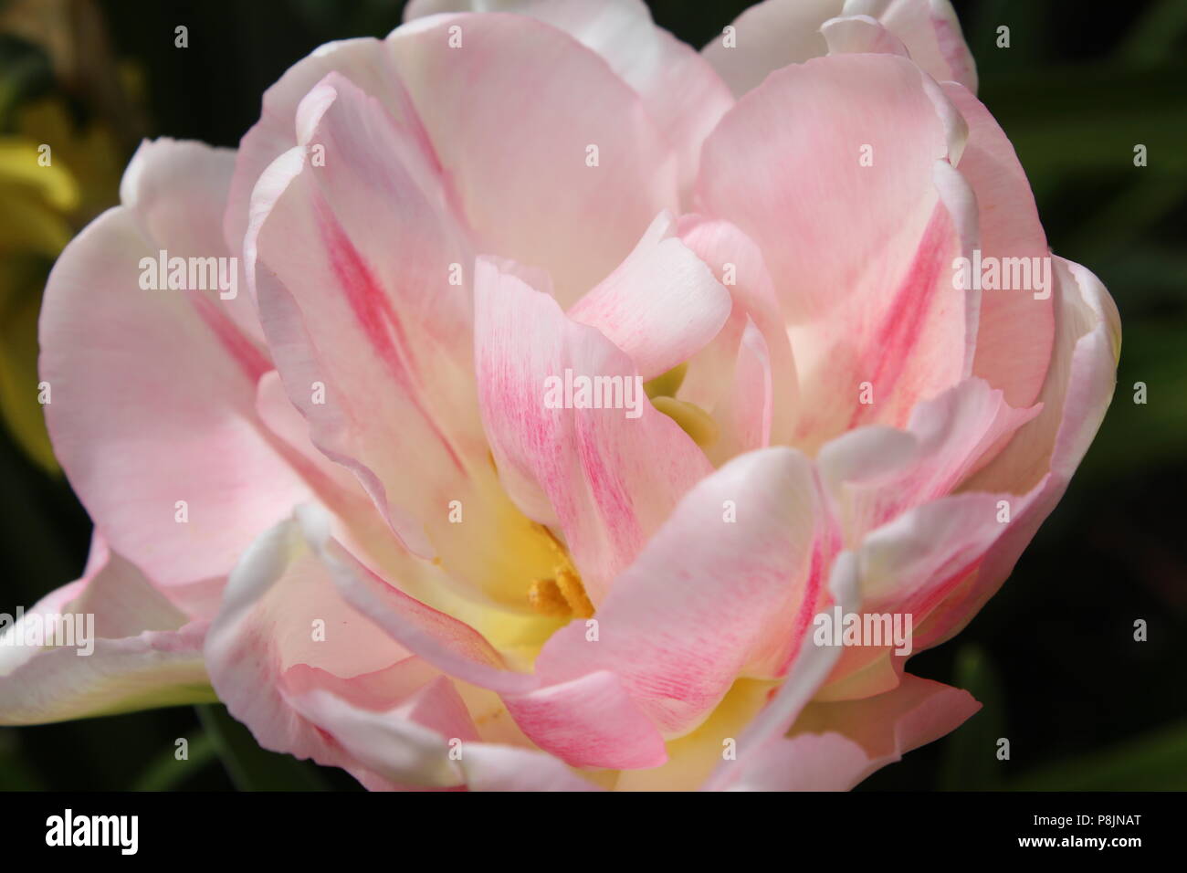 Nuances de rose fleur Banque D'Images