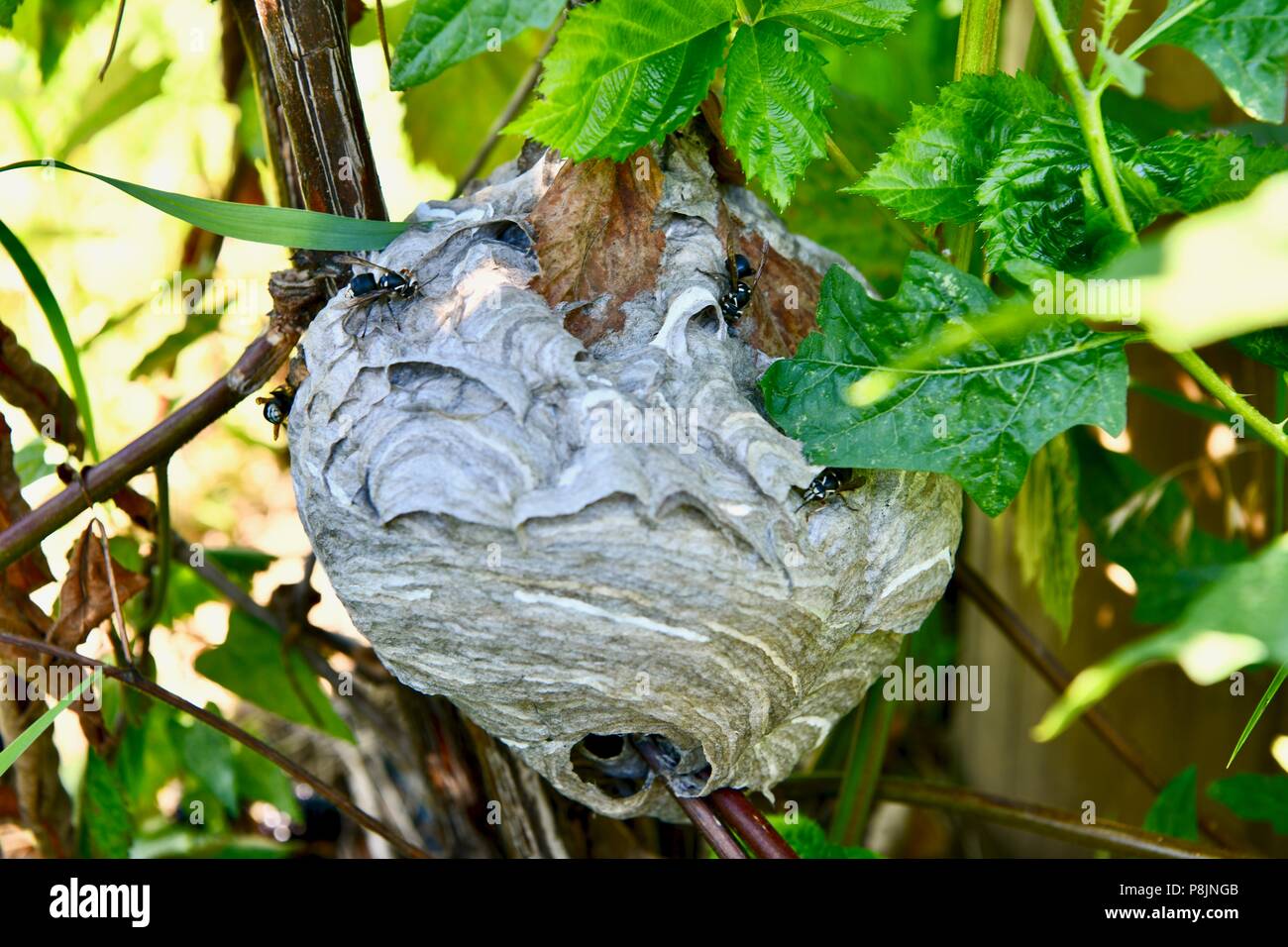 Nid d'abeilles Yellowjacket Banque D'Images