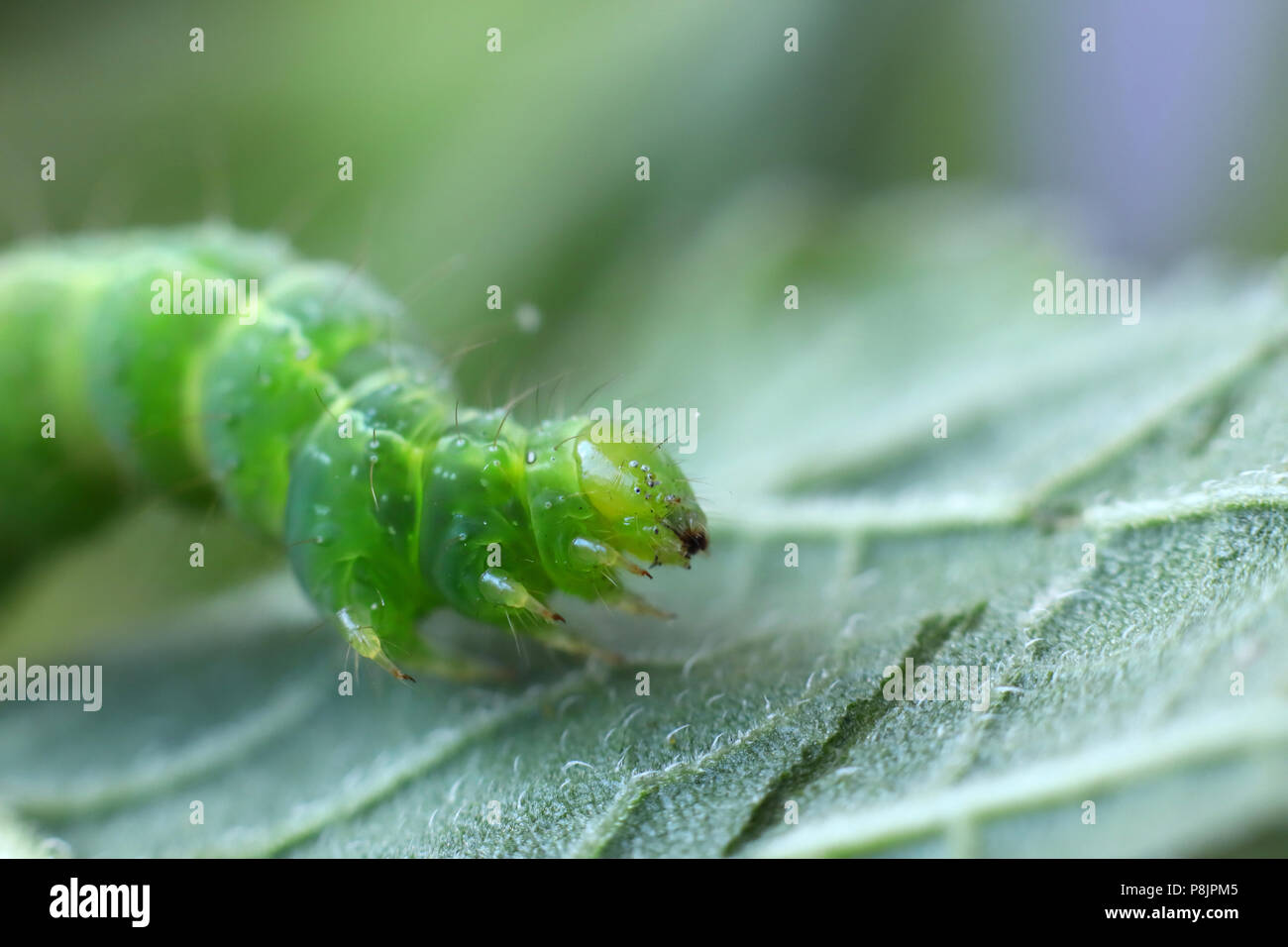 Une chenille verte sur une feuille en mode zoom macro portrait Banque D'Images