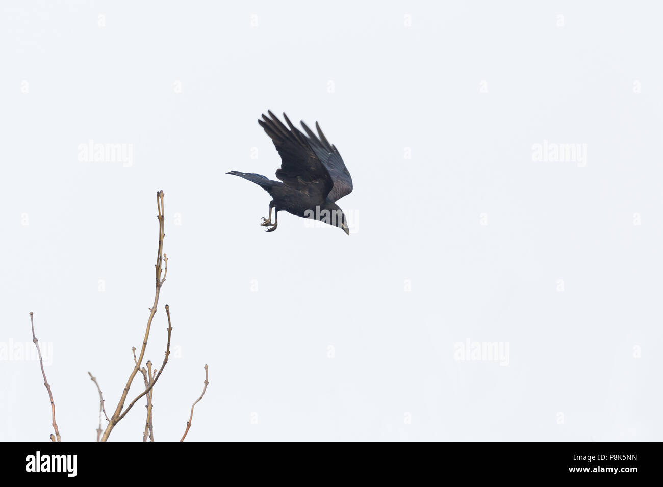 Natural corneille (Corvus corone) silhouette à partir de branche d'arbre Banque D'Images