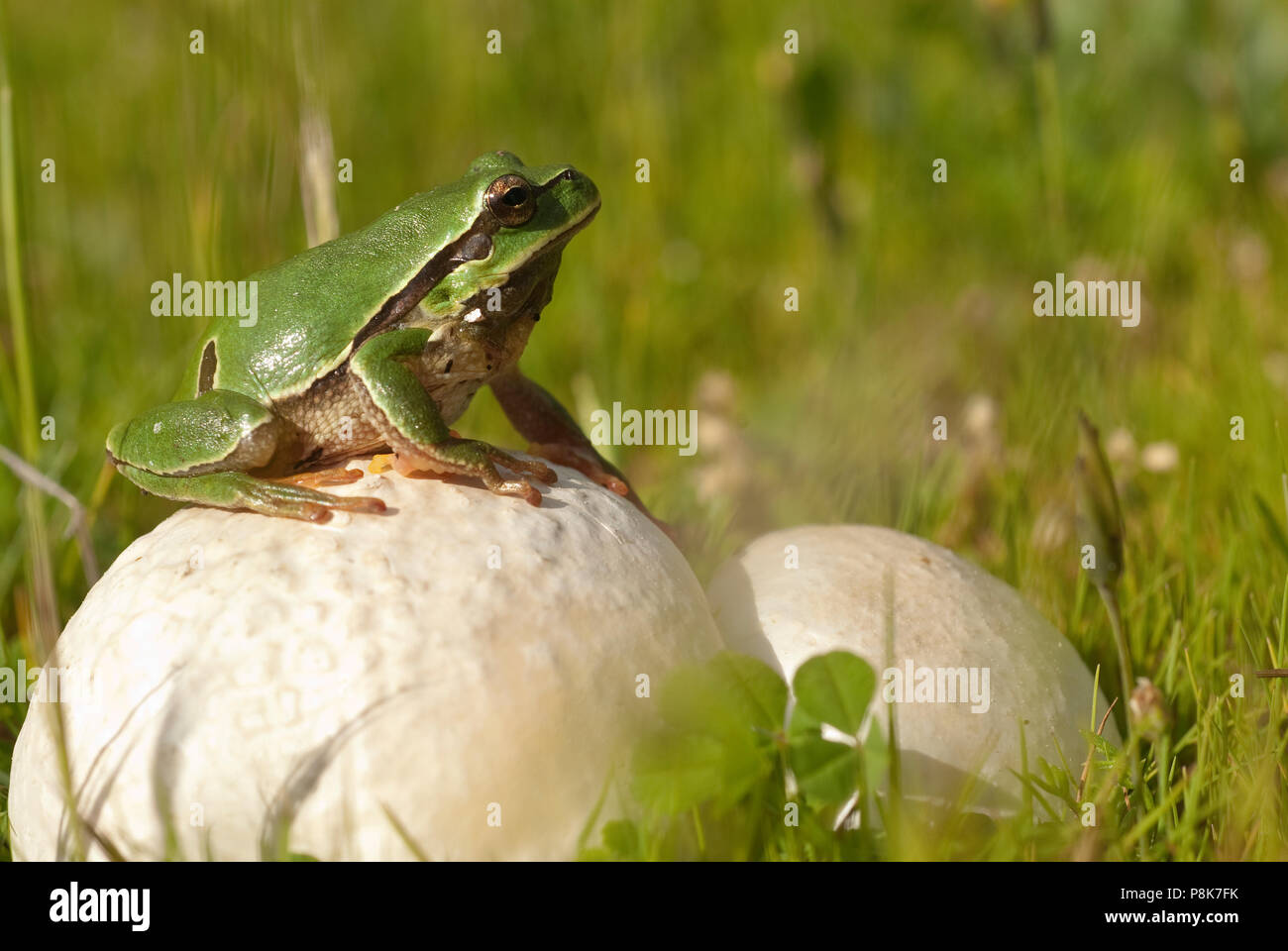 Joli vert des amphibiens rainette européenne, Hyla arborea, assis sur l'herbe, Espagne Banque D'Images