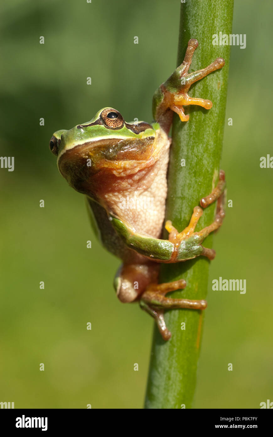 Joli vert des amphibiens rainette européenne, Hyla arborea, assis sur l'herbe, Espagne Banque D'Images