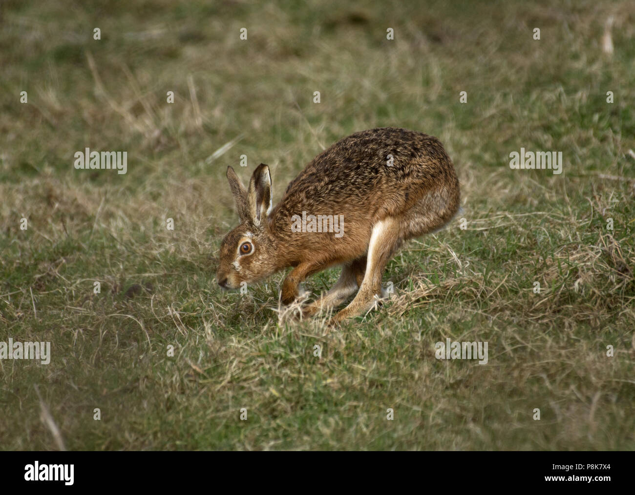 European Brown Hare, Lepus europaeus, scampering à travers champ, Lancashire, UK Banque D'Images