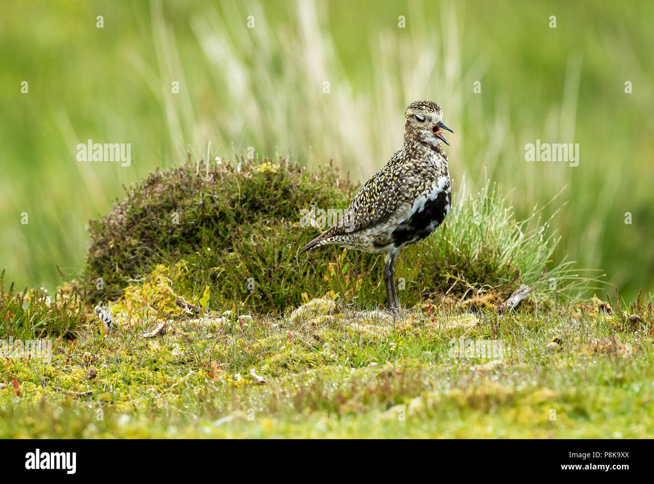 Pluvier doré européen, nom scientifique : Pluvialis abpricaria dans l'habitat naturel de bruyère, d'herbes et de roseaux. Angleterre, Royaume-Uni Banque D'Images