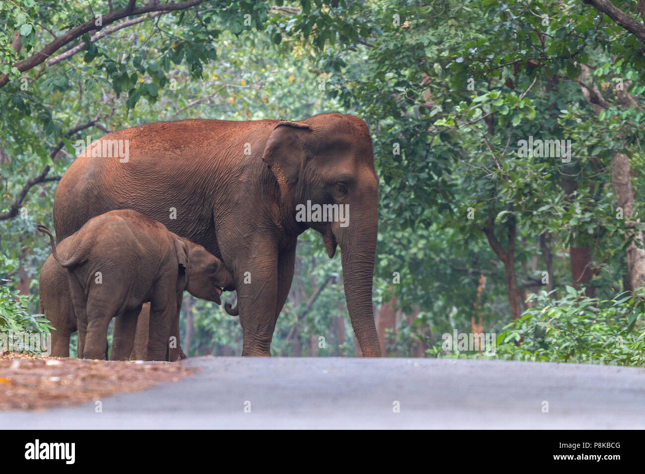 L'éléphant d'Asie, ou de l'éléphant d'Asie (Elephas maximus) troupeau errant dans Kuldia sanctuaire la faune dans l'Orissa en Inde Banque D'Images