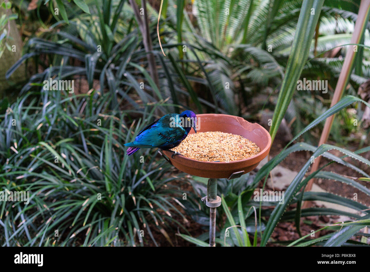 Des oiseaux tropicaux exotiques avec de la nourriture à côté de plantes de la jungle et les feuilles close up blue feather Banque D'Images