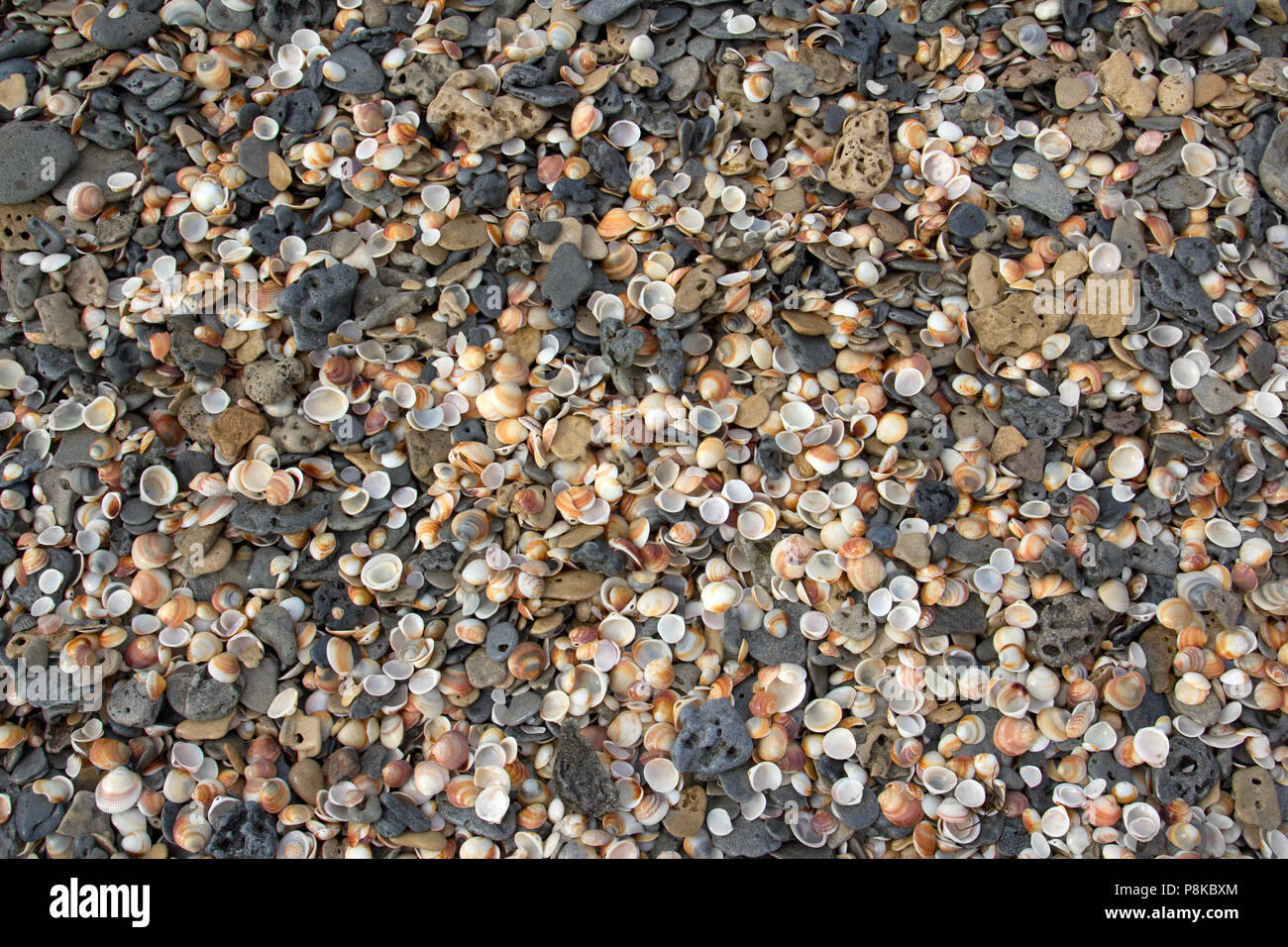 Coquillages et cailloux sur un fond de plage Banque D'Images