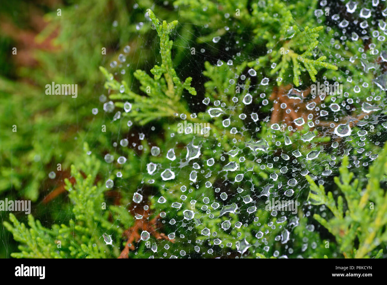 Gouttes de pluie sur spider web focus macro Banque D'Images
