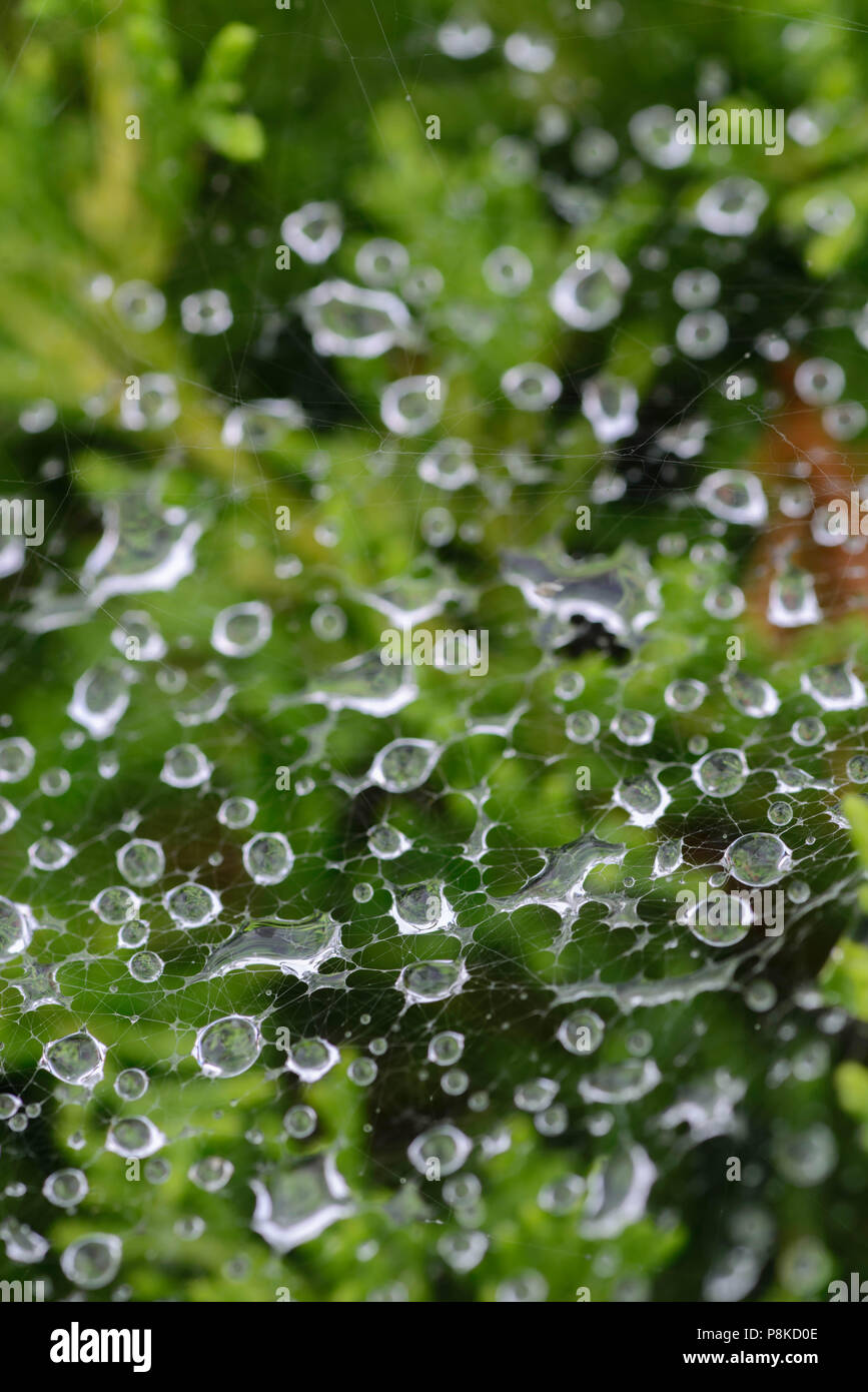 Gouttes de pluie sur spider web focus macro Banque D'Images