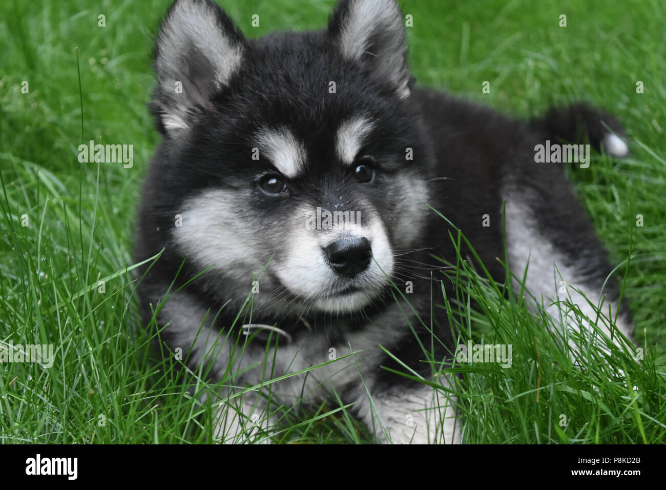 Close Up D Un Chiot Husky Avec Fourrure Noir Et Blanc Moelleux Photo Stock Alamy Close Up D Un Chiot Husky Avec Fourrure Noir Et Blanc Moelleux Photo Stock Alamy