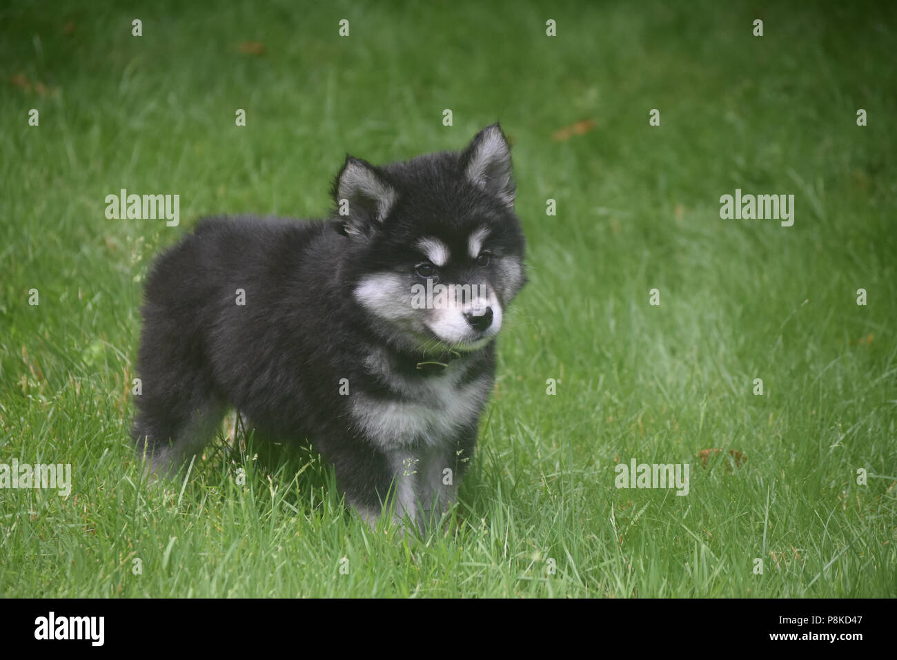 Belle Jeune Chiot Husky Avec Noir Blanc Et Gris Fourrure