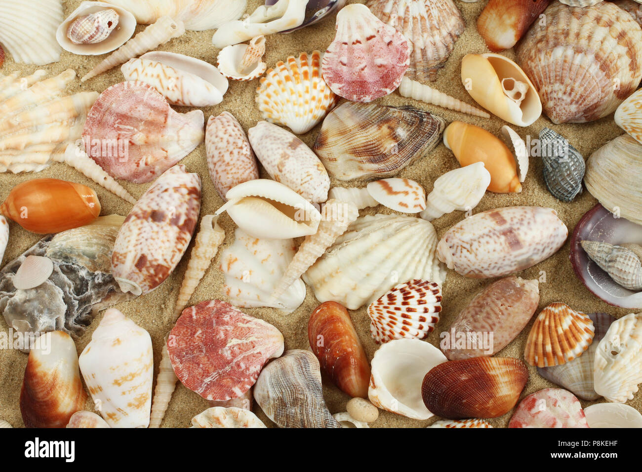 Des coquillages et des moules sur le sable Banque D'Images