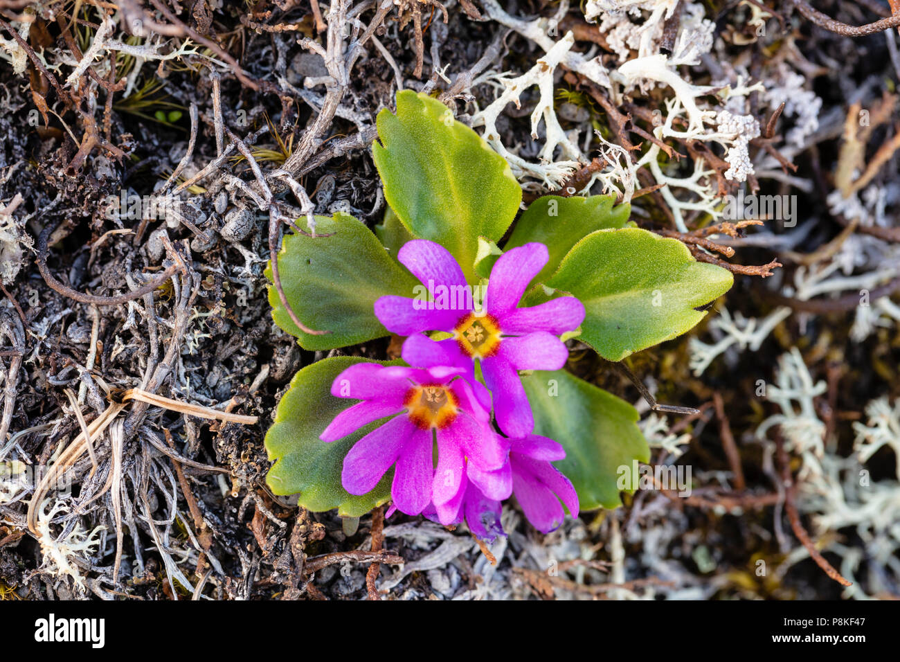 Libre de Pixie Primevère Laurentienne à Thompson Pass dans le sud de l'Alaska. Banque D'Images