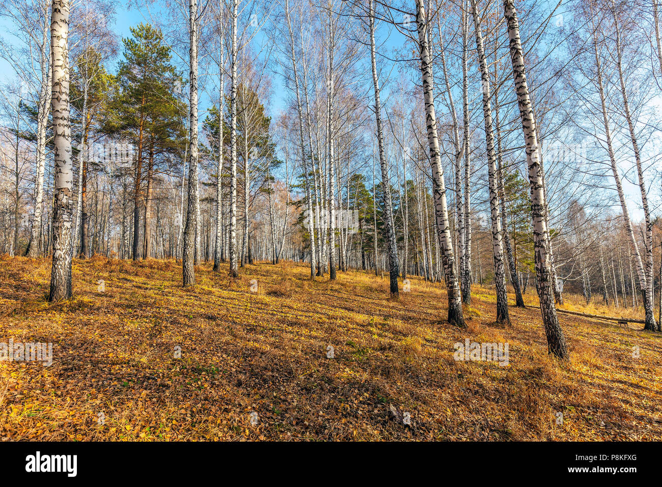 La fin de l'automne dans la forêt sibérienne. Banque D'Images