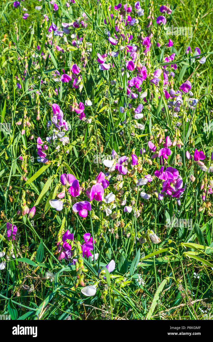 Pois sauvage (Sphenostylis angustifolia) dans le champ - France. Banque D'Images