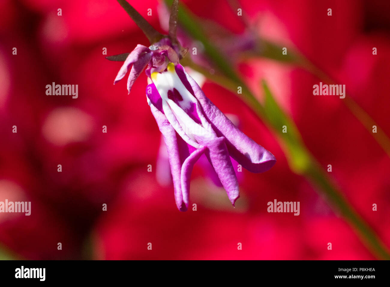 Dryig Lobelia infront de géraniums rouge rend une image saisissante de formes et couleurs Banque D'Images