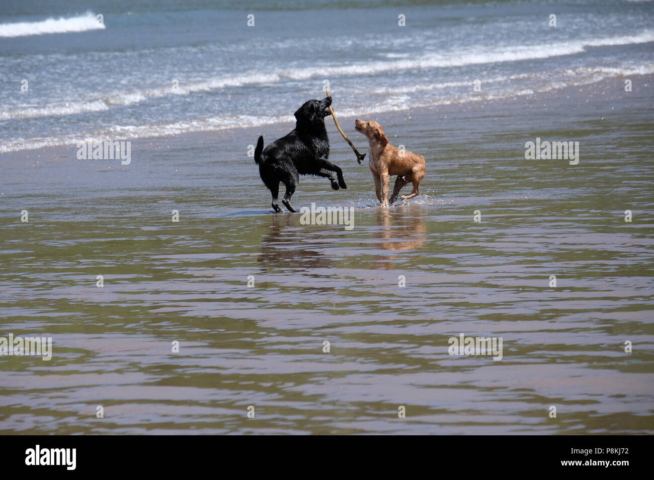 Deux chiens jouant avec des algues sur la plage de North Bay, Scarborough, North Yorkshire Banque D'Images