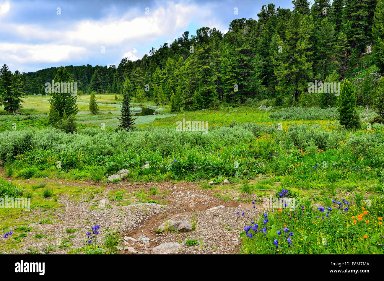 Beau paysage d'été dans les montagnes de l'Altaï, en Russie, avec Crystal Creek, blooming prairie alpine avec des fleurs sauvages multicolores et de conifères Banque D'Images
