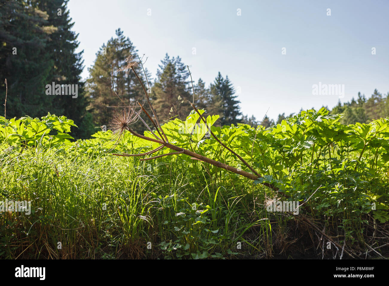 Hoghweed géant à sec et de nouveaux jeunes plantes (appelé barszcz) Sosnkowskiego sur la rive de la rivière. Banque D'Images