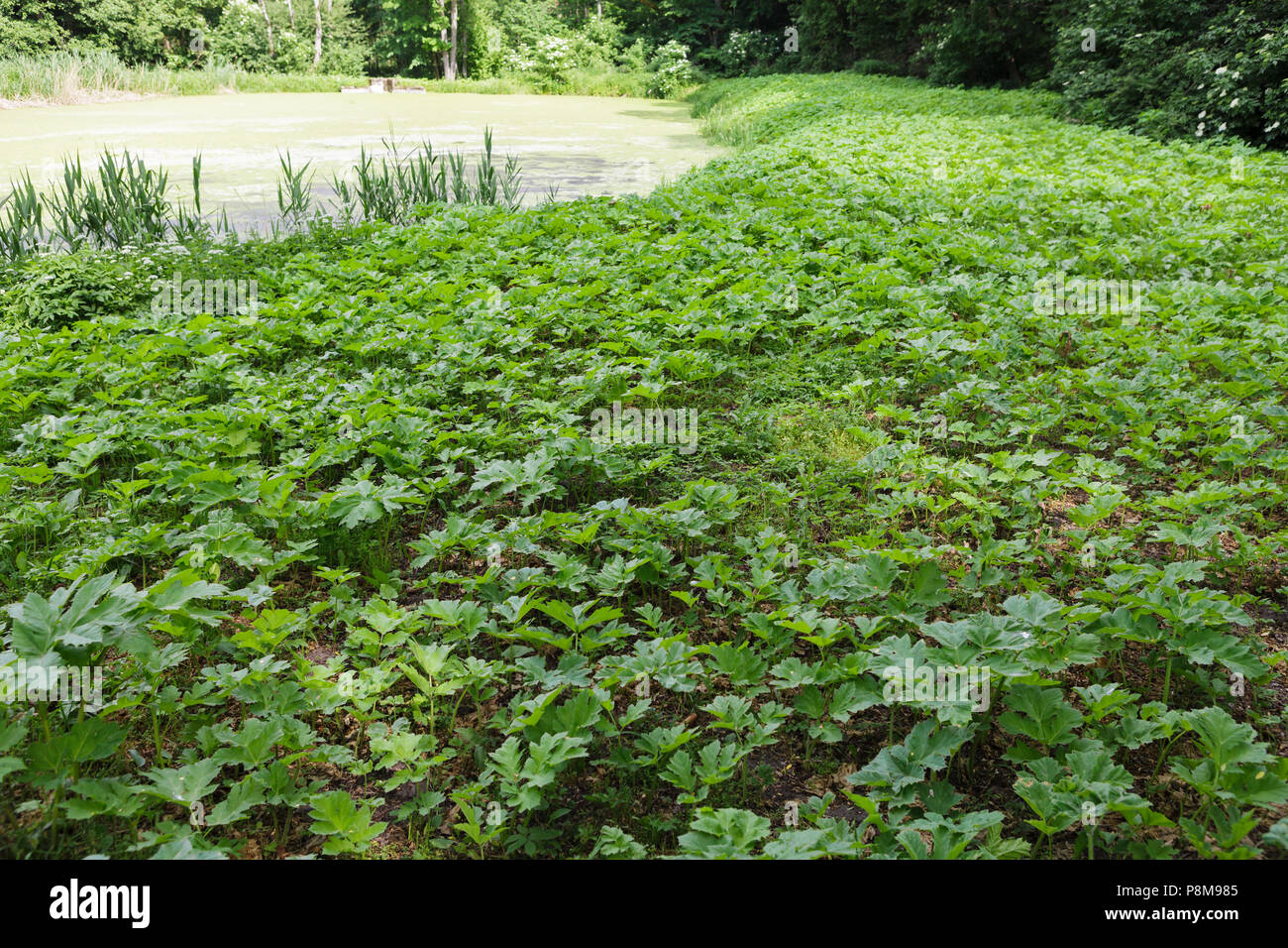 Domaine de la jeune géant vert hoghweed. Ce dangereux les plantes envahissantes peuvent causer de graves brûlures de la peau, même la mort dans les cas extrêmes. Banque D'Images