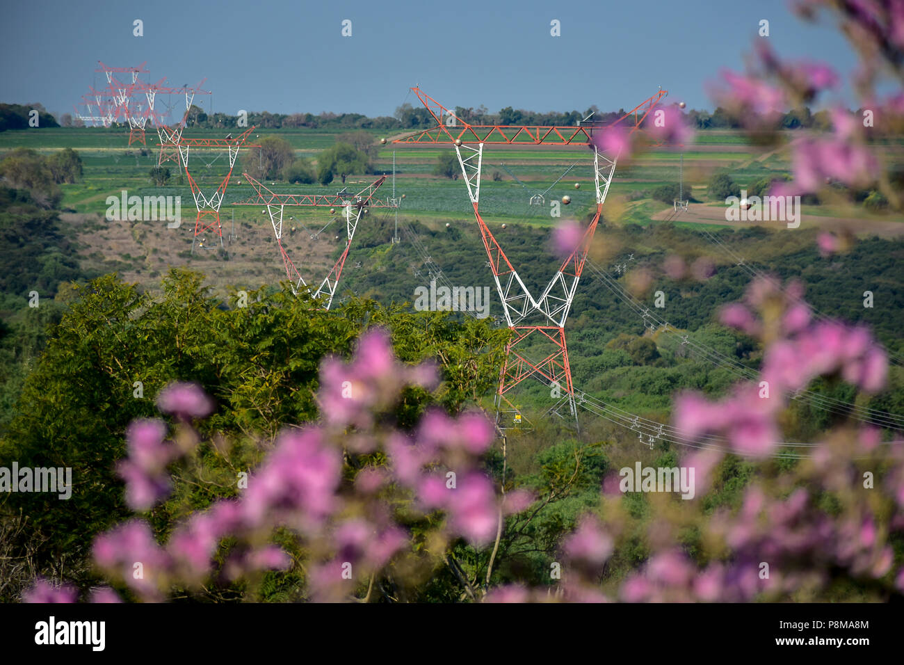 Paysage de pylônes électriques dans la campagne vu derrière un arbre plein de fleurs Banque D'Images