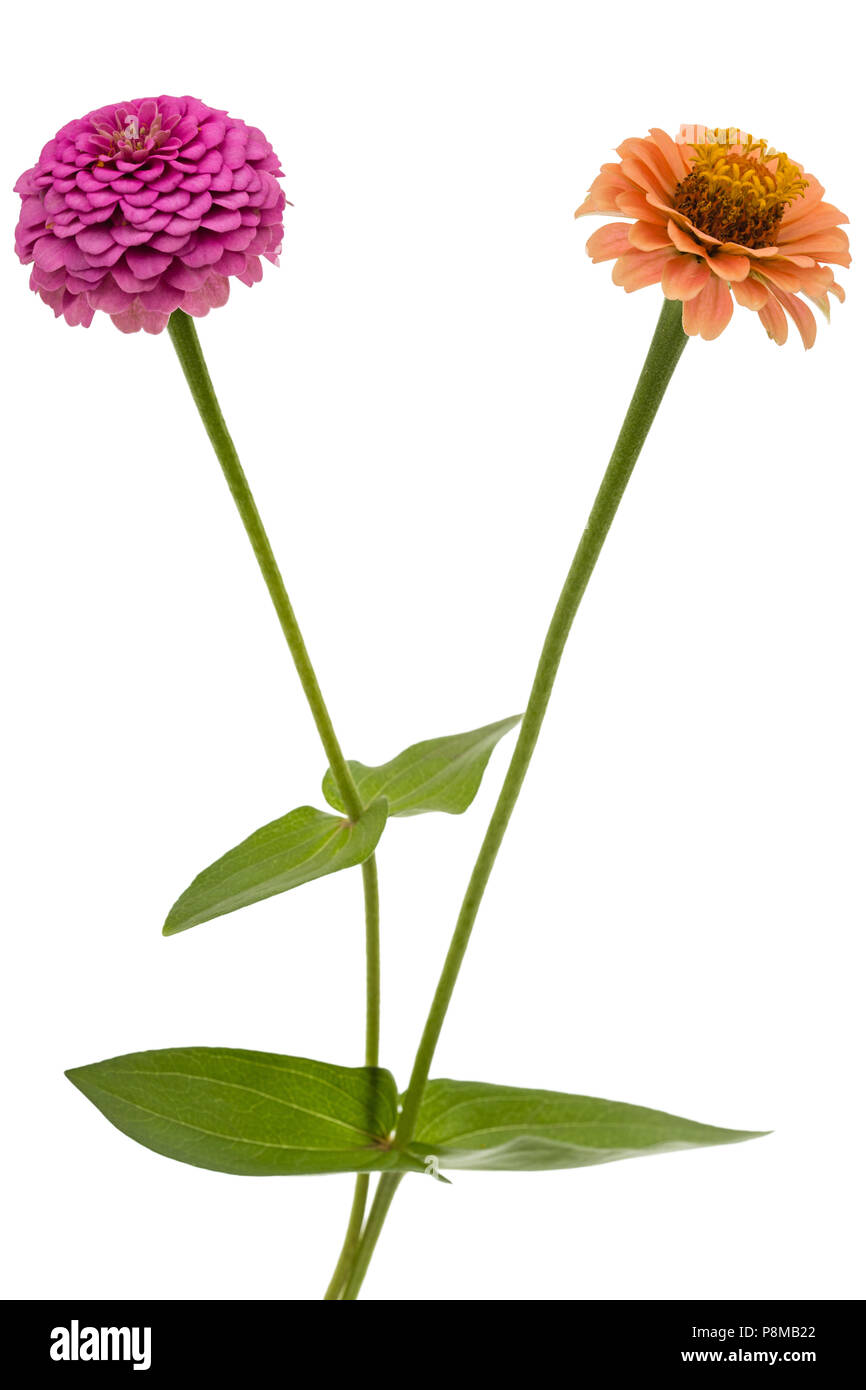 Deux fleurs de zinnia, isolé sur fond blanc Banque D'Images