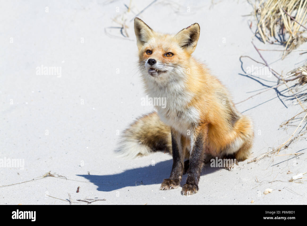 Red Fox avec drôle d'expression sur une dune de sable à Island Beach State Park dans le New Jersey. Banque D'Images