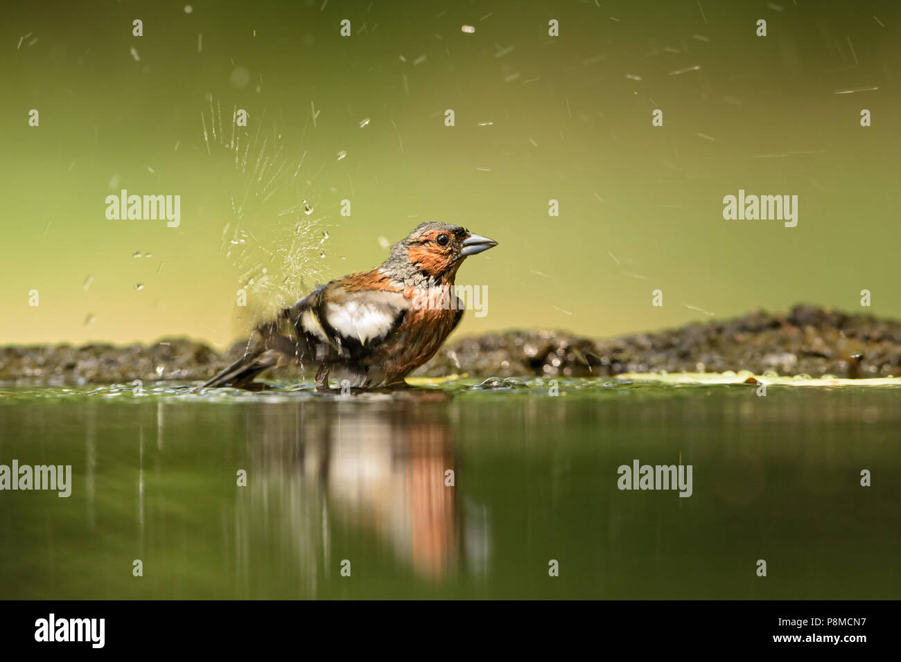 - Fringilla coelebs Chaffinch commun, de couleur magnifique oiseau percheur de forêts du vieux monde. Banque D'Images