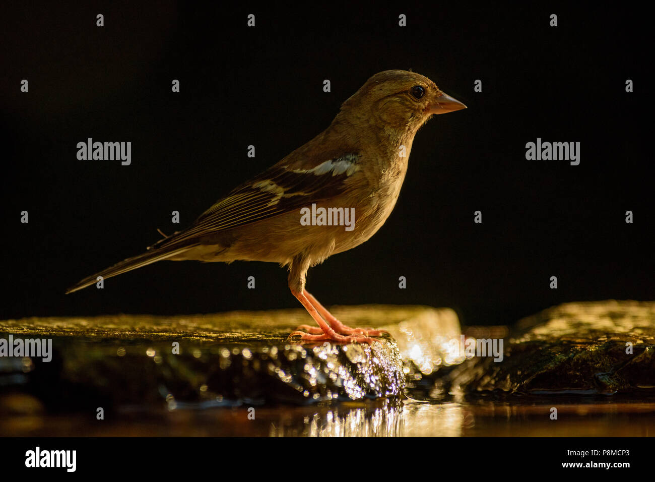 - Fringilla coelebs Chaffinch commun, de couleur magnifique oiseau percheur de forêts du vieux monde. Banque D'Images
