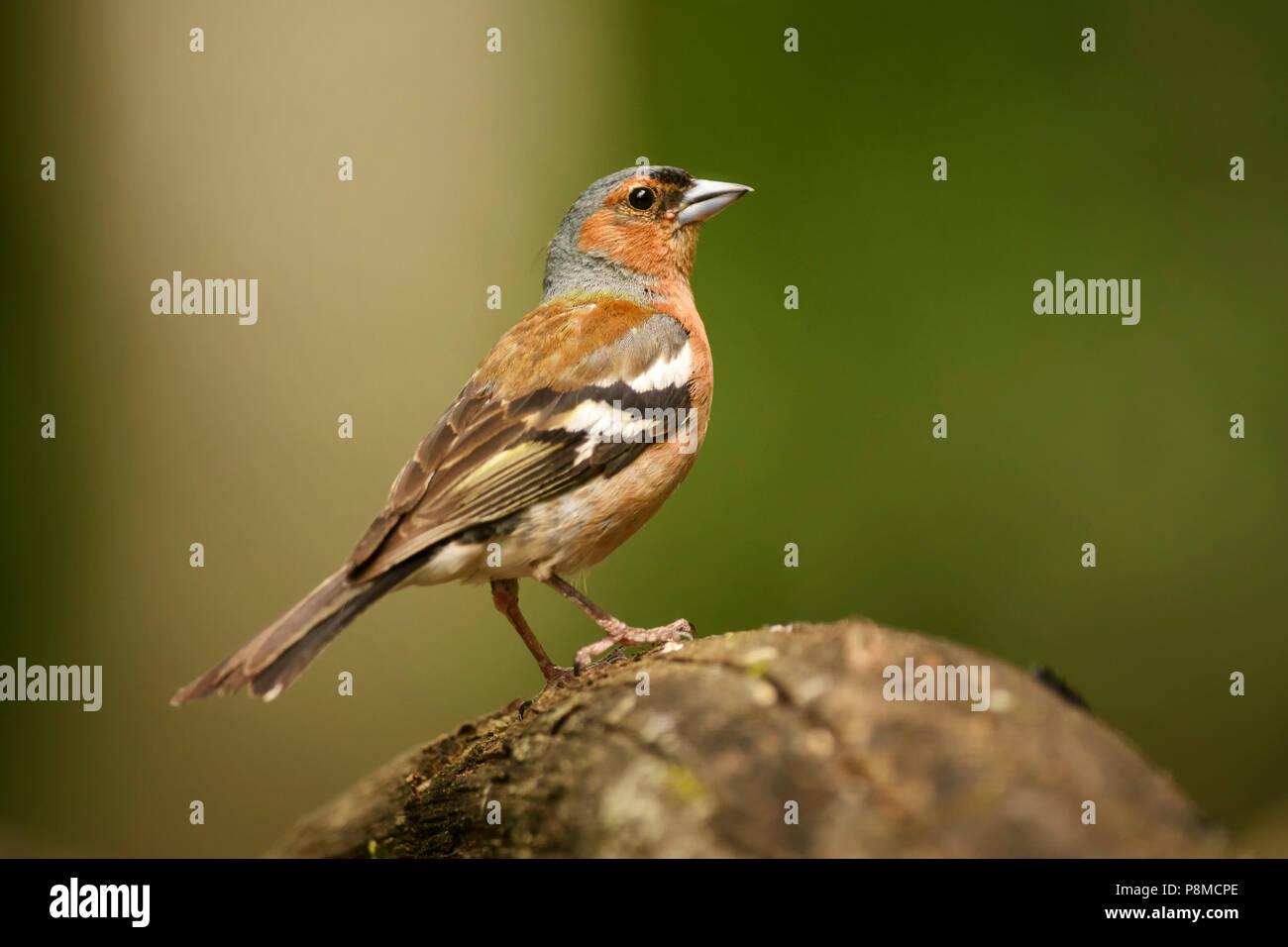 - Fringilla coelebs Chaffinch commun, de couleur magnifique oiseau percheur de forêts du vieux monde. Banque D'Images