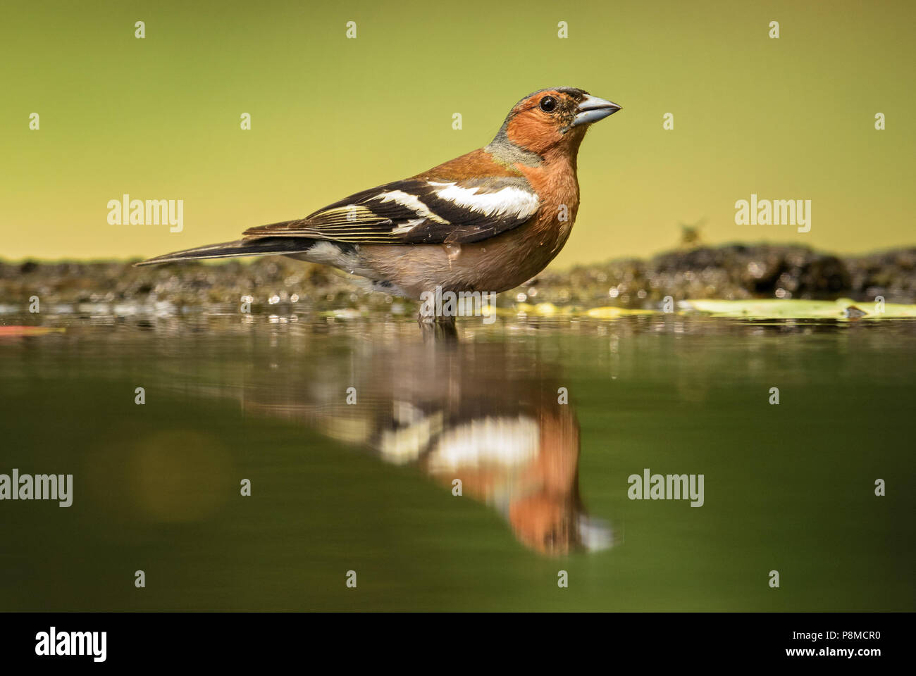 - Fringilla coelebs Chaffinch commun, de couleur magnifique oiseau percheur de forêts du vieux monde. Banque D'Images