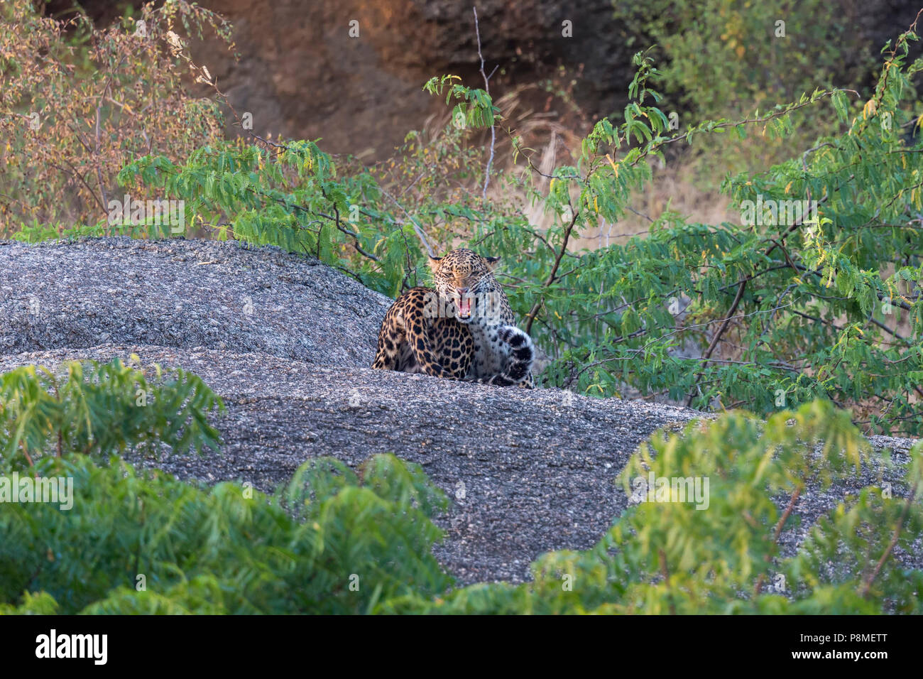 Les Indiens sauvages ou léopard Panthera pardus fusca Oursons jouant à Bera au Rajasthan en Inde lors de montagnes aravalli Banque D'Images