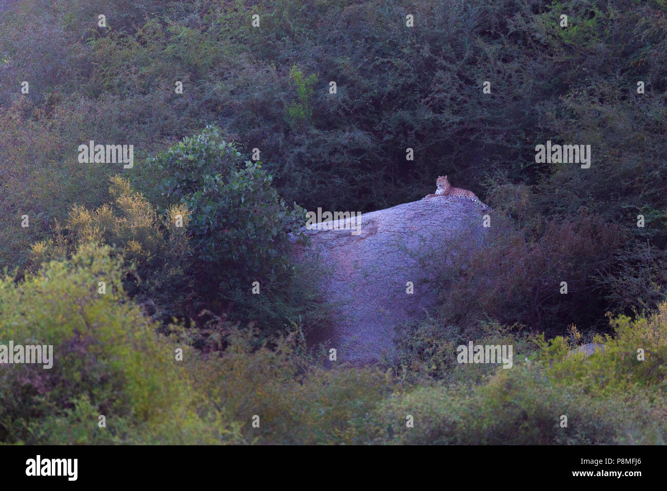 Les Indiens sauvages ou léopard Panthera pardus fusca à Bera au Rajasthan en Inde lors de montagnes aravalli Banque D'Images