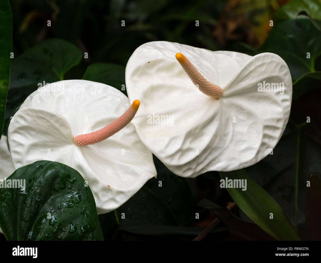 Spathes blanc et rose spadices de la serre tropicale exotique et plante d'Anthurium andreanum, 'White Heart' Banque D'Images