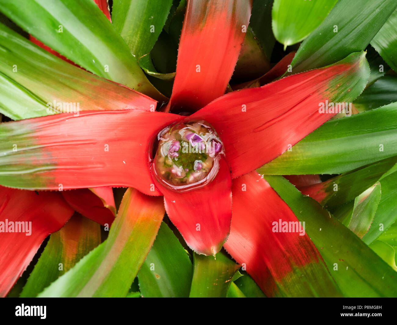 Feuillage rouge rouge à point les petites fleurs violettes de l'appel d'offres, de broméliacées Neoregelia carolinae 'Meyendorffii» Banque D'Images