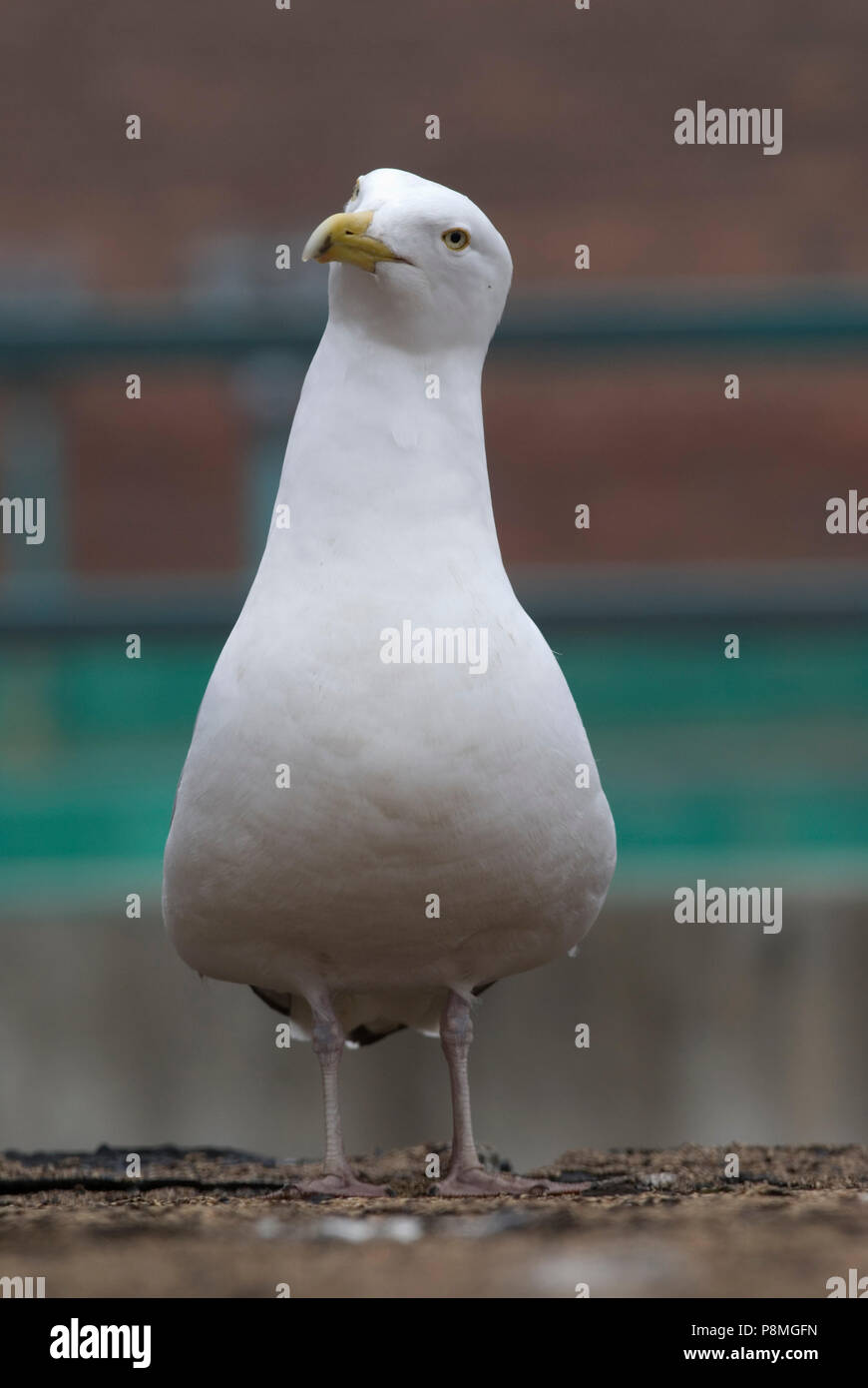 Un goéland argenté (Larus smithsonianus) debout sur un toit Banque D'Images