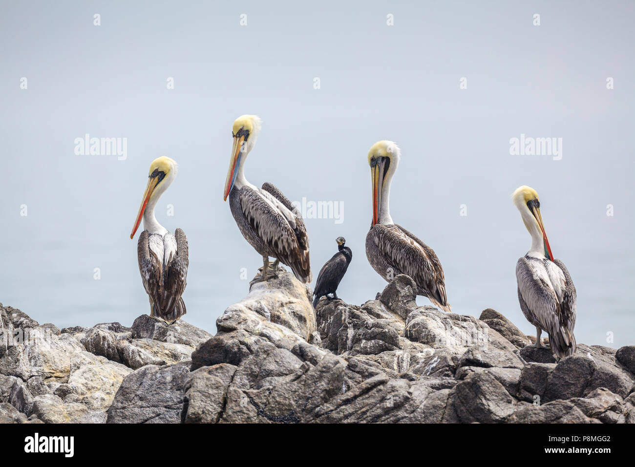 Groupe de quatre pélicans péruviens et un cormoran sur un rocher Banque D'Images