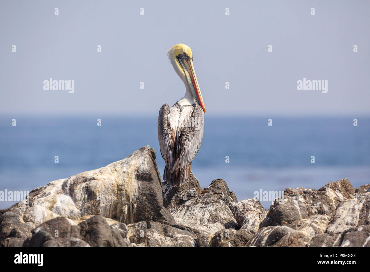 Pelican péruvien debout sur une falaise en mer Banque D'Images