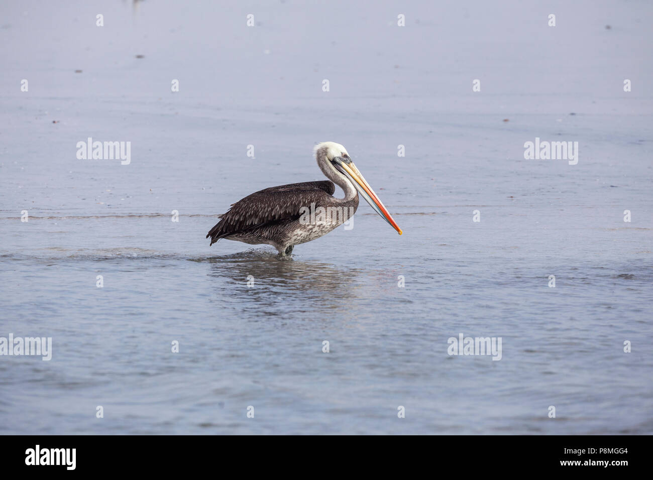 Pelican péruvien debout dans la mer Banque D'Images