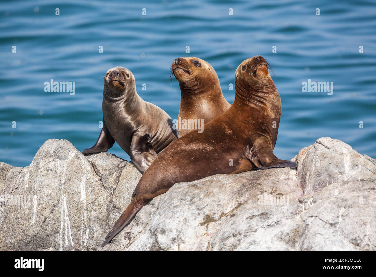 Groupe de trois Otaries à fourrure d'Amérique du Sud à prendre le soleil sur la mer dans la roche Banque D'Images