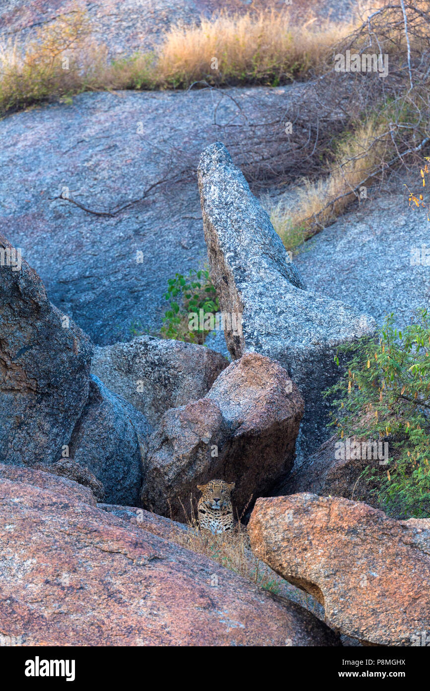 Les Indiens sauvages ou léopard Panthera pardus fusca à Bera au Rajasthan en Inde lors de montagnes aravalli Banque D'Images
