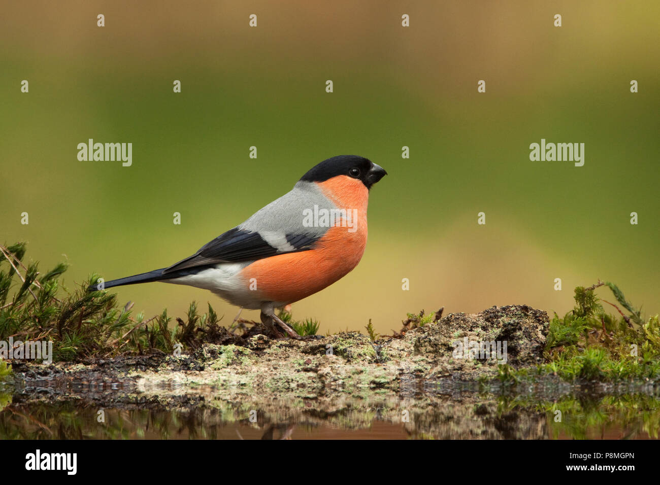 (Pyrrhula pyrrhula Bouvreuil mâle) près de la piscine dans la forêt Banque D'Images