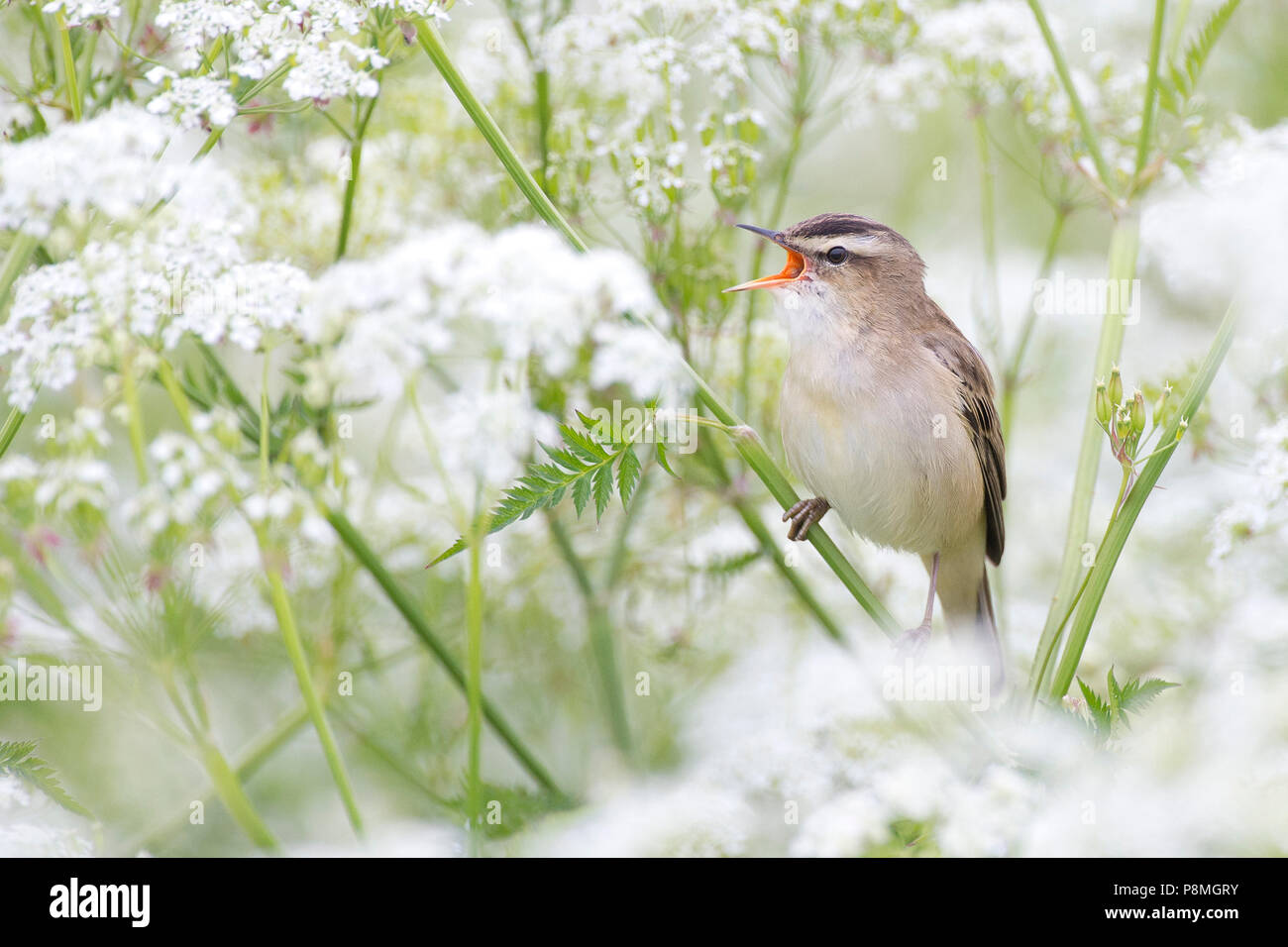 Phragmite des joncs (Acrocephalus schoenobaenus) singing in cow parsley Banque D'Images