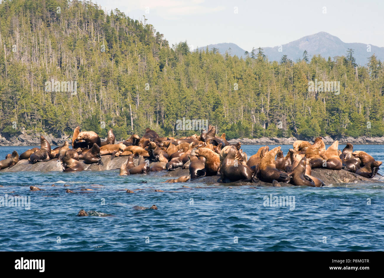 L'otarie de Steller (Eumetopias jubatus) aussi connu comme le lion de mer du Nord et de mer de Steller, est une espèce quasi menacée de lion de mer dans le Pacifique nord. Il est le seul membre du genre Eumetopias et le plus grand des phoques à oreilles (Otariidae). Banque D'Images